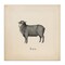 Stupell Industries Baa Farm Sheep Sounds Canvas Wall Art Design by Wild Apple Portfolio
